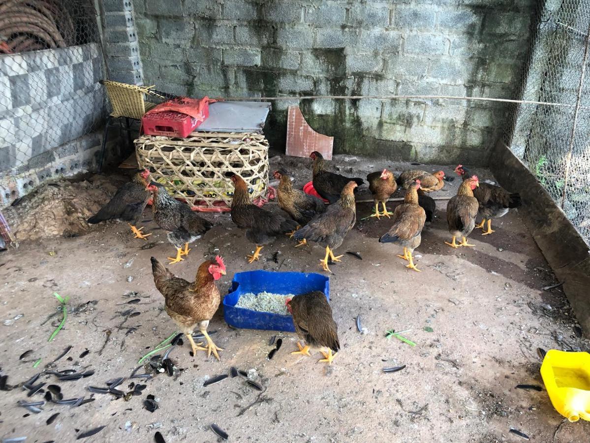 Son Thuy Homestay Hà Giang Eksteriør billede